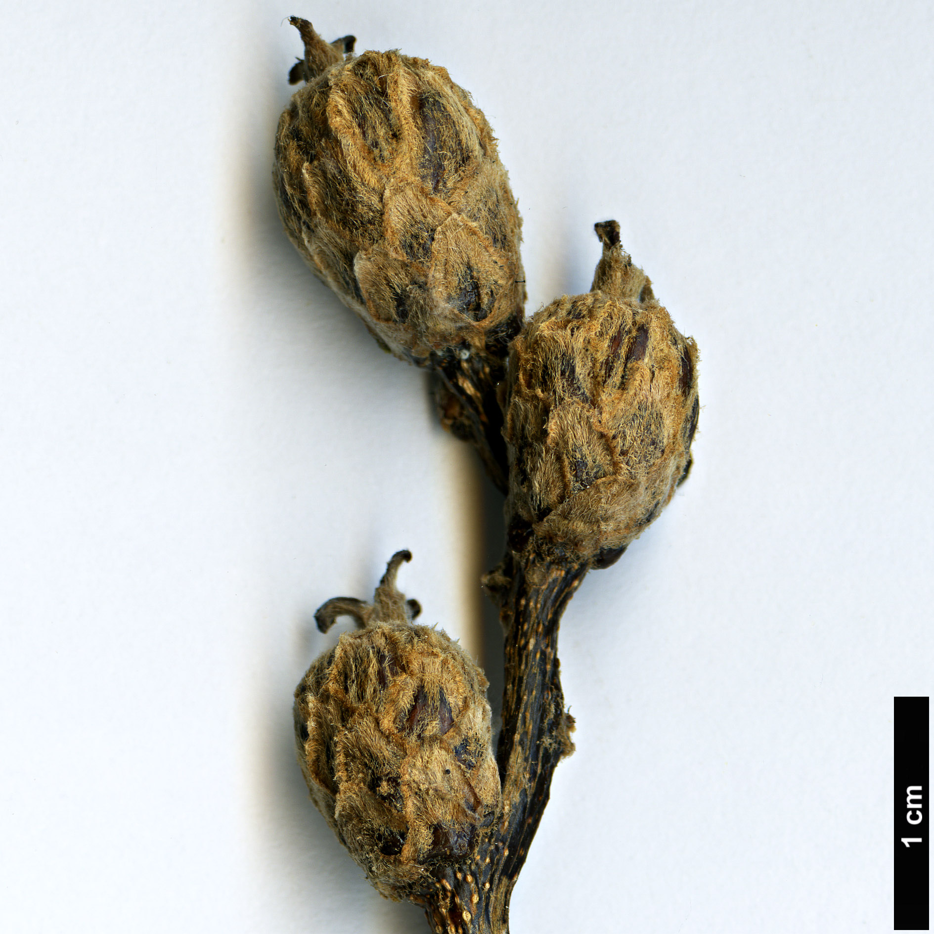 High resolution image: Family: Fagaceae - Genus: Quercus - Taxon: costaricensis High resolution image: Family: Fagaceae - Genus: Quercus - Taxon: costaricensis